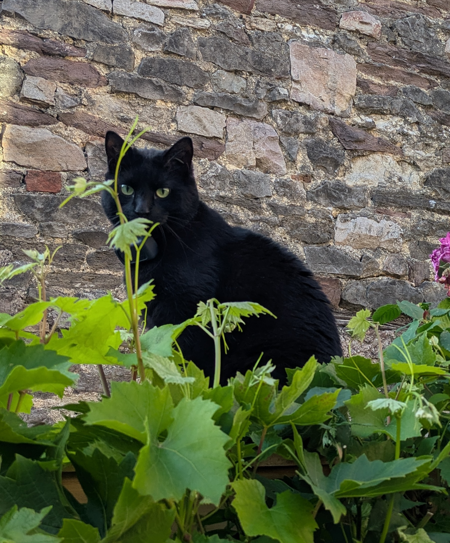Freya
