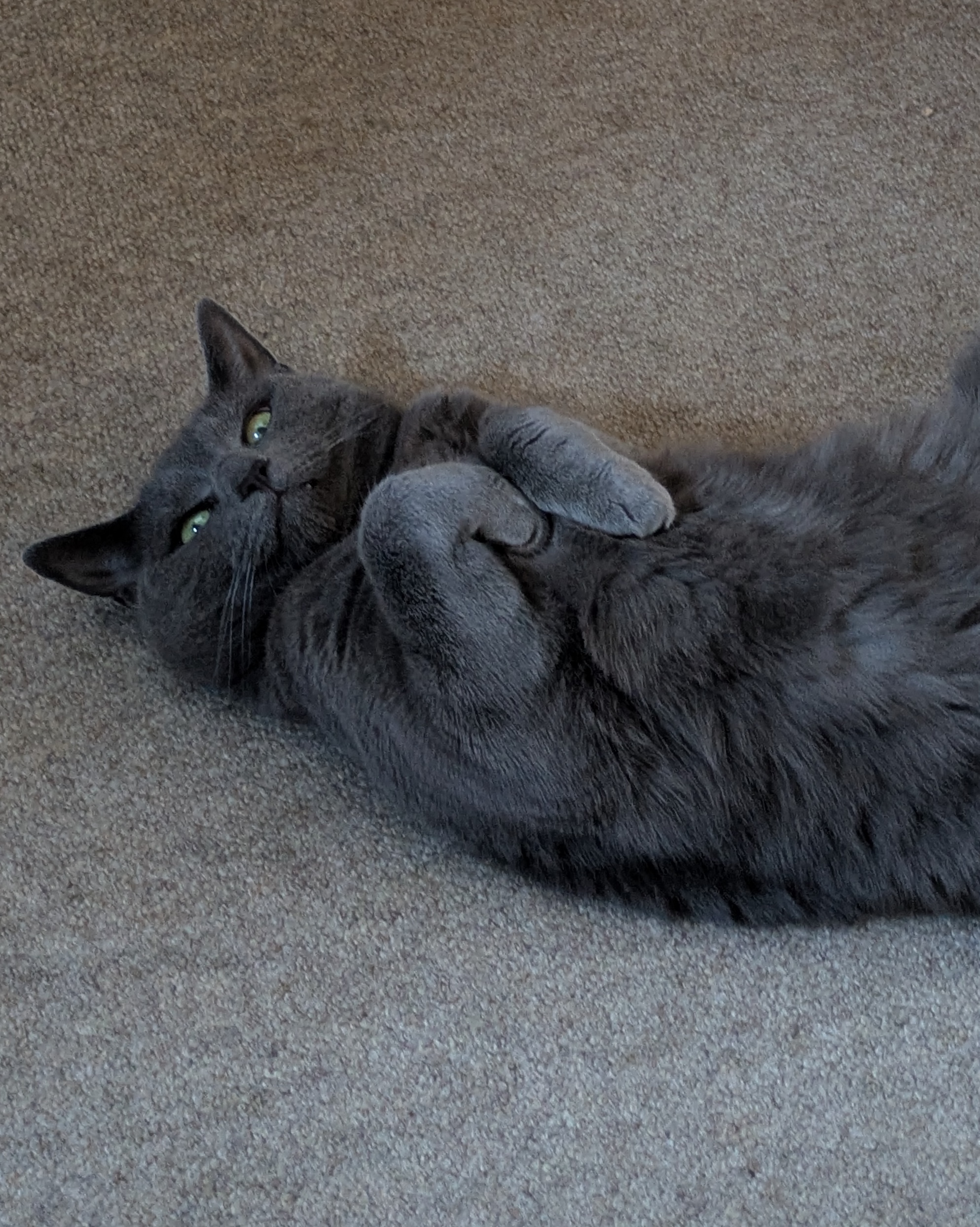 Nya